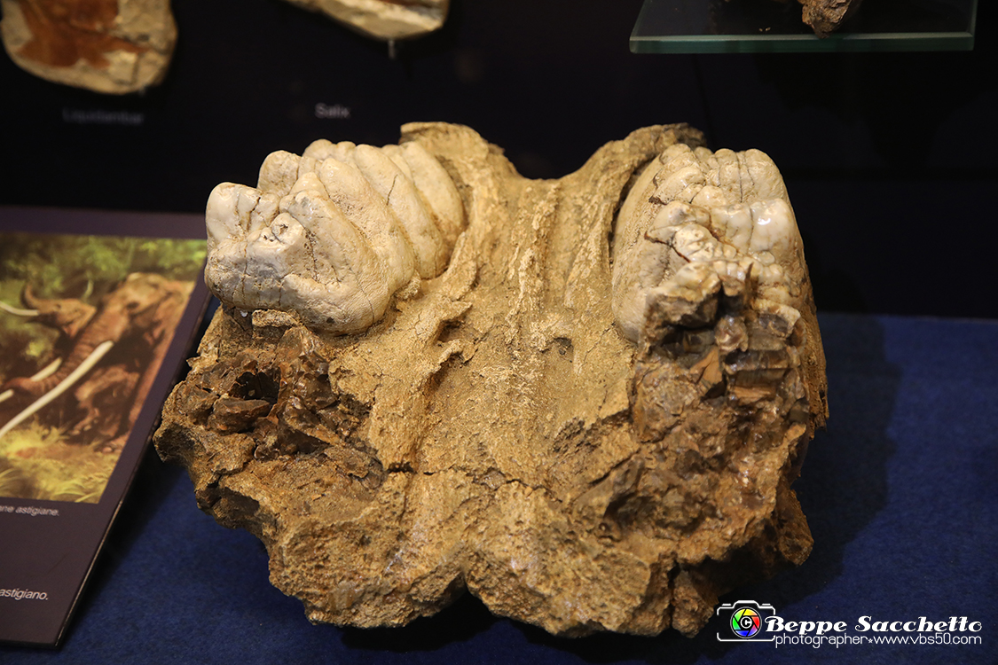VBS_9095 - Museo Paleontologico - Asti.jpg